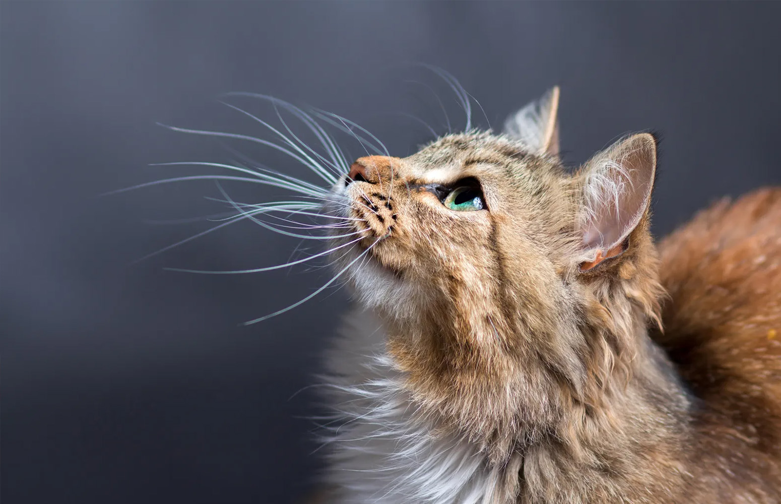 《灵动如猫》：如果你曾经想过，猫咪的一生究竟能有多离谱？